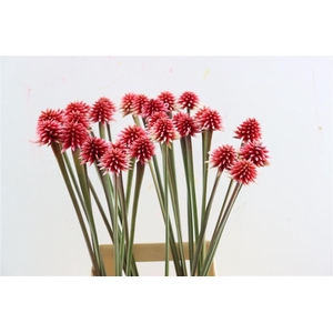 Inirida Flower Winter