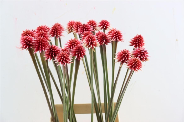 <h4>Inirida Flower Winter</h4>