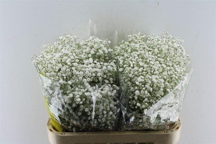 <h4>Gyps Pa Xlence</h4>