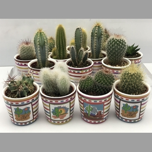 CACTUS GEM
