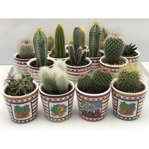 CACTUS GEM
