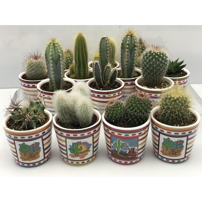 <h4>CACTUS GEM</h4>