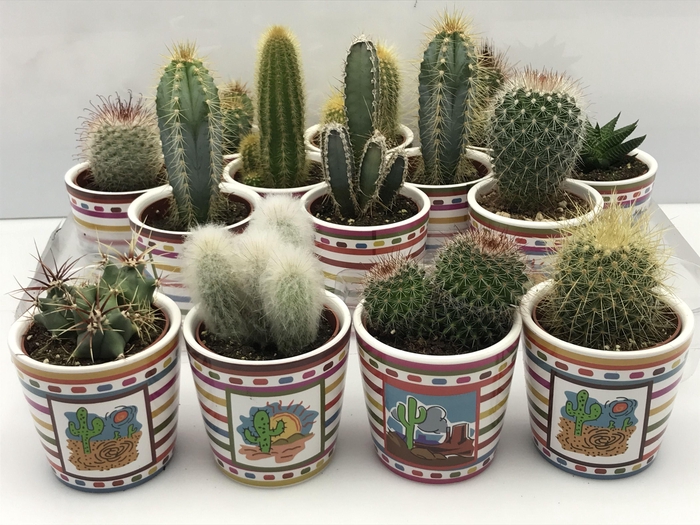 <h4>CACTUS GEM</h4>