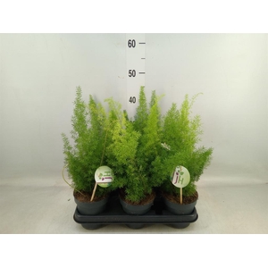 Asparagus dens. 'Meyers'