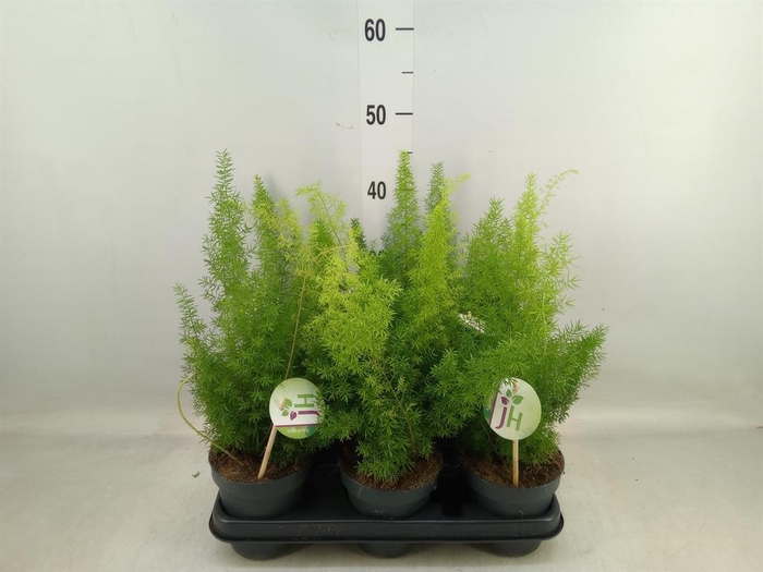 <h4>Asparagus dens. 'Meyers'</h4>