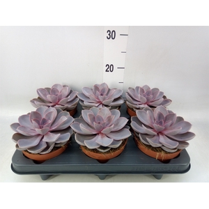 Echeveria  'Purple Pearl'