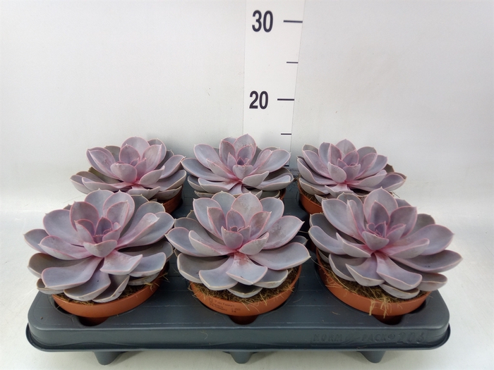 <h4>Echeveria  'Purple Pearl'</h4>