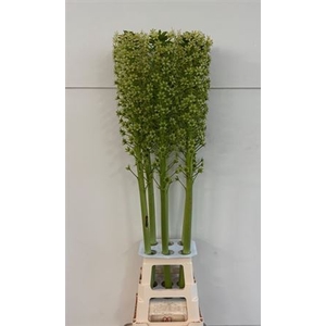 Eucomis P-e Goliath