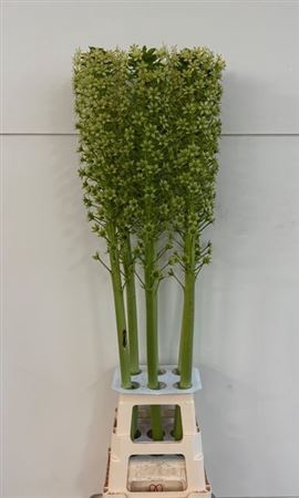 <h4>Eucomis P-e Goliath</h4>