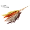 Pampas Grass 100cm 5st/bunch Colourful 3