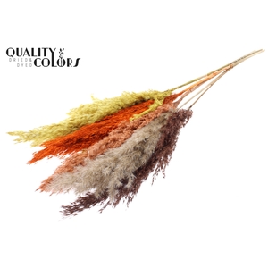 Pampas Grass 100cm 5st/bunch Colourful 3