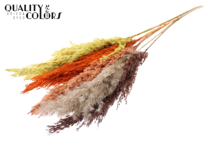 Pampas Grass 100cm 5st/bunch Colourful 3