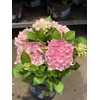 Hydrangea macrophylla overig