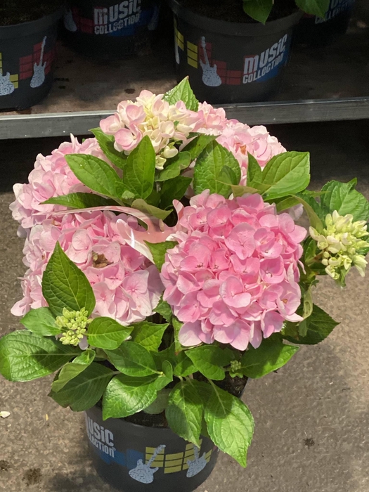 Hydrangea macrophylla overig