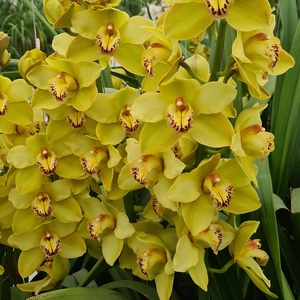 CYMB T BUTTERBALL 80 CM