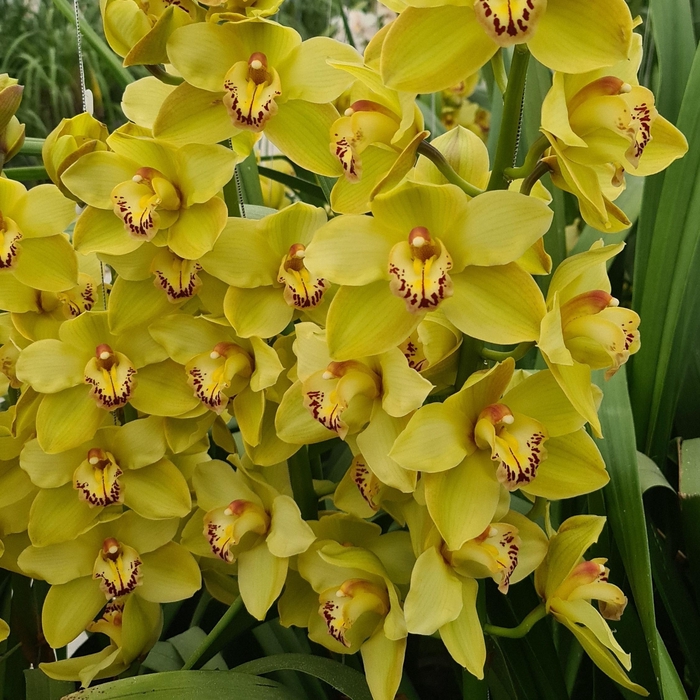 <h4>CYMB T BUTTERBALL 80 CM</h4>