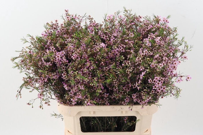 <h4>Chame Nieks Pride</h4>