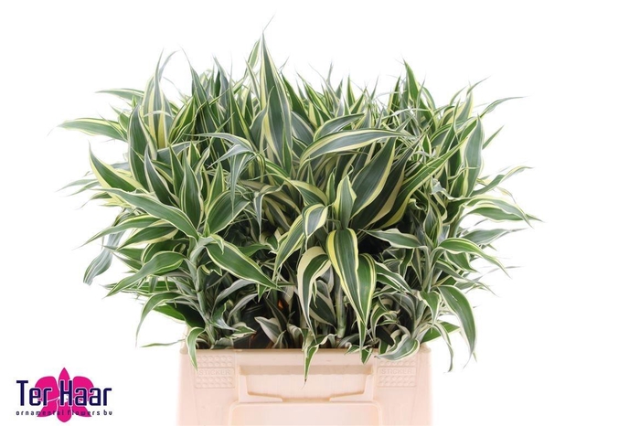 <h4>DRAC SANDERIANA</h4>