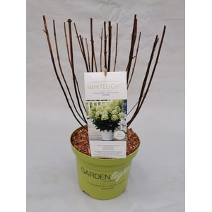 Hydrangea Paniculata (Gardenlight) Whitelight 23 cm