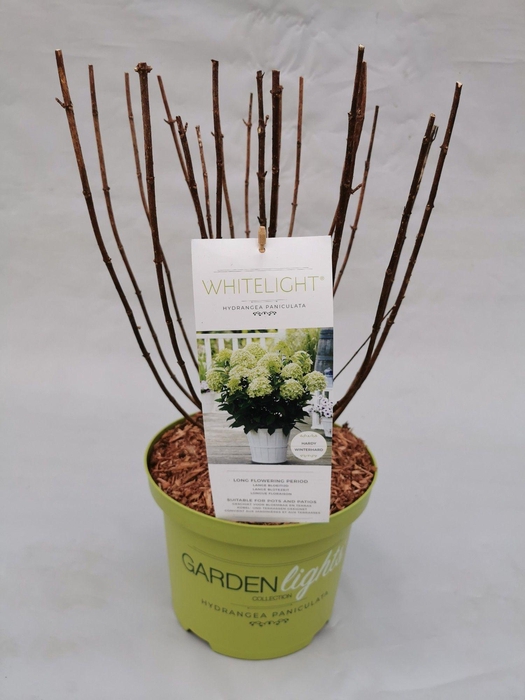 <h4>Hydrangea Paniculata (Gardenlight) Whitelight 23 cm</h4>