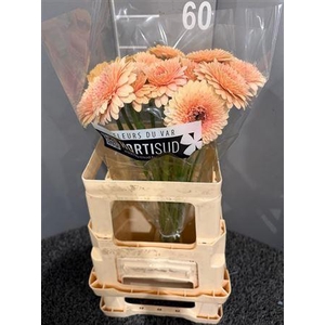 Ge Mi Bolero Jay Jay