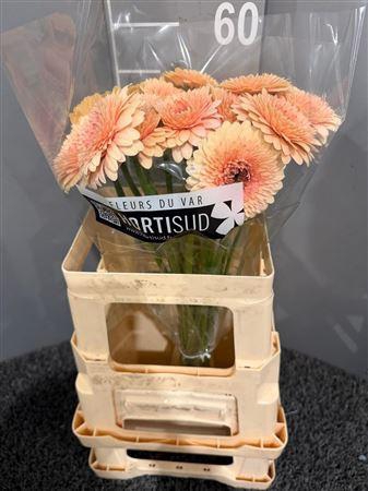 <h4>Ge Mi Bolero Jay Jay</h4>