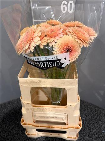 <h4>Ge Mb Bol Jayjay</h4>