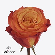 Rosa large diya's fire