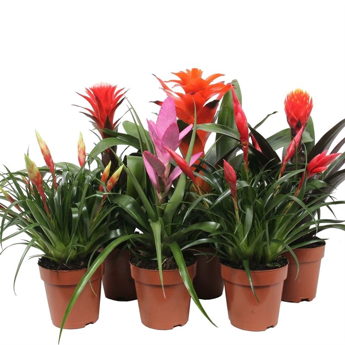 <h4>Bromelia</h4>