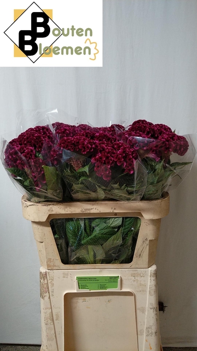 <h4>CEL C MERLOT MAGIC</h4>
