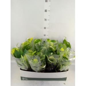 Epipremnum pinn. 'Aureum'