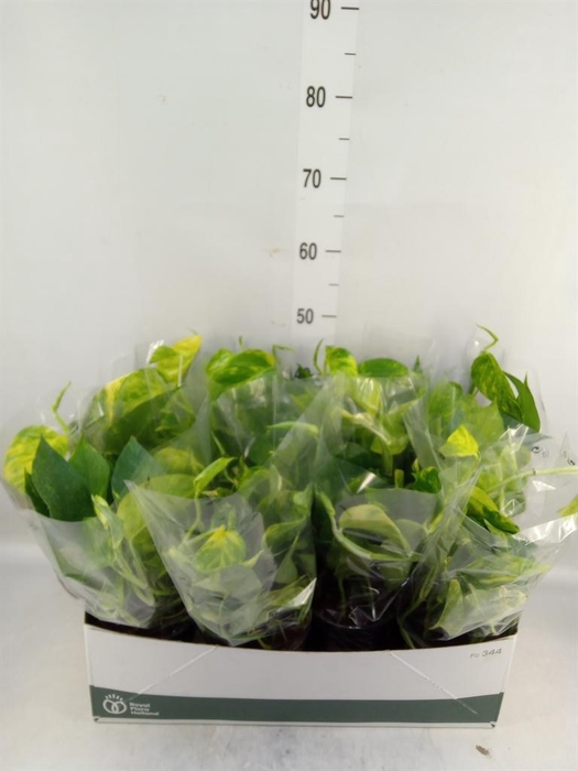 <h4>Epipremnum pinn. 'Aureum'</h4>