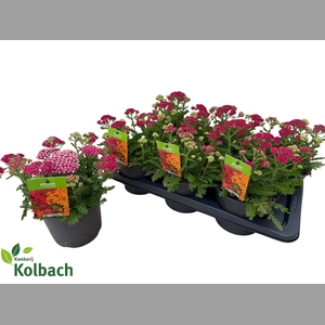 ACHI MILLEFOLIUM