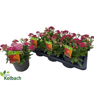 ACHI MILLEFOLIUM