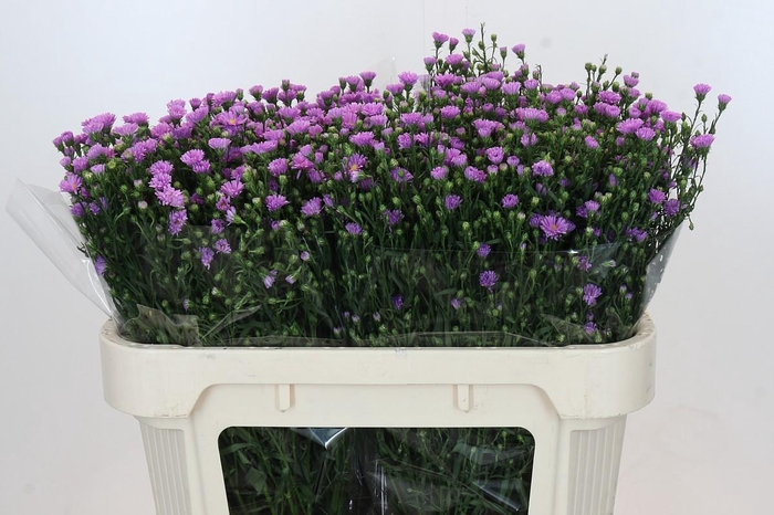 <h4>Aster Casarosa</h4>