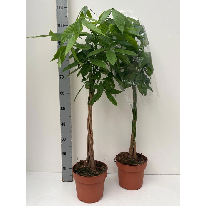 <h4>PACHIRA AQUATICA</h4>