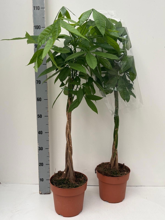 <h4>PACHIRA AQUATICA</h4>