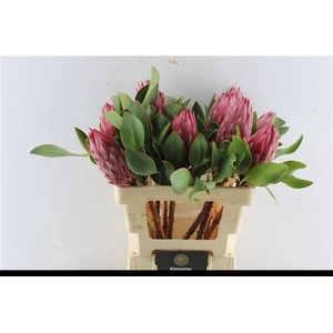 PROTEA CY MADIBA