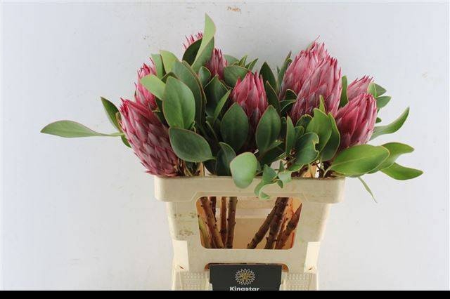 <h4>PROTEA CY MADIBA</h4>