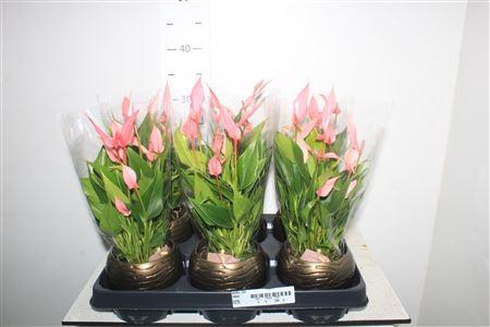 <h4>Anthu Lilli</h4>