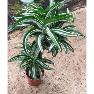 Dracaena overig