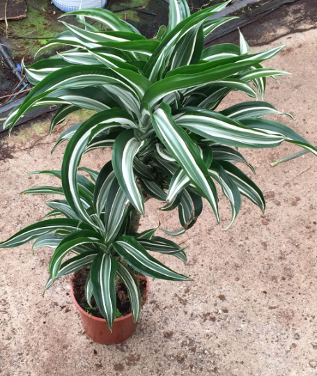 <h4>Dracaena overig</h4>