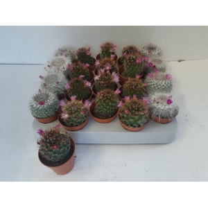 Cactus Flowering 5,5Ø 10cm