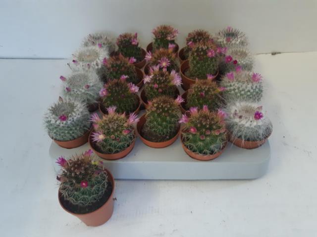 Cactus Flowering 5,5Ø 10cm