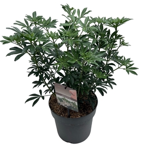 Choisya tern. 'Greenfingers'® sense C5