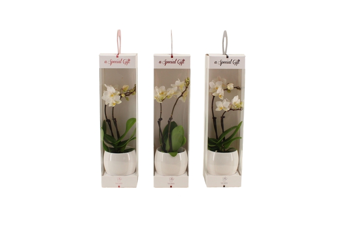 <h4>Lisa White Tiny Dolls Wit 2T12+ Aqu@ in Giftbox</h4>