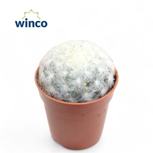 Mammillaria Plumosa