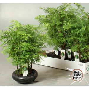 BONSAI OV