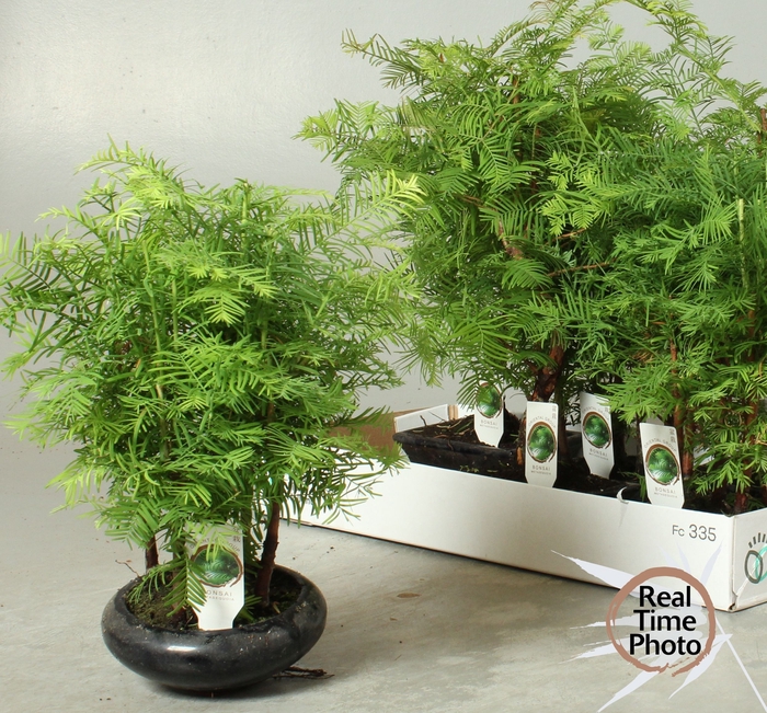<h4>BONSAI OV</h4>