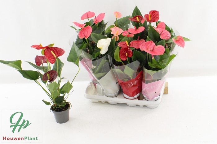 <h4>ANTHU AN GEM 4 KL</h4>